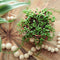 Plant in a Box - Senecio Rowleyanus 'String of Pearls' - Set van 2 - Erwtenplant - Hangplant - Kamerplant - Pot 12 - Hoogte 10-20cm