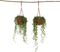 Plant in a Box - Senecio Rowleyanus 'String of Pearls' - Set van 2 - Erwtenplant - Hangplant - Kamerplant - Pot 12 - Hoogte 10-20cm