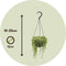 Plant in a Box - Senecio Rowleyanus 'String of Pearls' - Set van 2 - Erwtenplant - Hangplant - Kamerplant - Pot 12 - Hoogte 10-20cm
