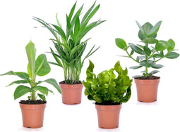 Plant in a Box - Set 'Groen Kwartet' - Areca, Asplenium, Clusia, Musa - Set van 4 - Kamerplanten - Pot 12cm - Hoogte 25-40cm