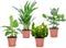 Plant in a Box - Set 'Groen Kwartet' - Areca, Asplenium, Clusia, Musa - Set van 4 - Kamerplanten - Pot 12cm - Hoogte 25-40cm