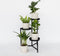 Plant in a Box - Set 'Groen Kwartet' - Areca, Asplenium, Clusia, Musa - Set van 4 - Kamerplanten - Pot 12cm - Hoogte 25-40cm
