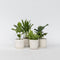 Plant in a Box - Set 'Groen Kwartet' - Areca, Asplenium, Clusia, Musa - Set van 4 - Kamerplanten - Pot 12cm - Hoogte 25-40cm