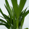 Plant in a Box - Set 'Groen Kwartet' - Areca, Asplenium, Clusia, Musa - Set van 4 - Kamerplanten - Pot 12cm - Hoogte 25-40cm