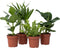 Plant in a Box - Set 'Groen Kwartet' - Areca, Asplenium, Clusia, Musa - Set van 4 - Kamerplanten - Pot 12cm - Hoogte 25-40cm