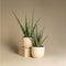 Plant in a Box - Set van 2 Aloë Vera - Kamerplanten - Succulenten - Pot 10,5cm - Hoogte 25-40cm