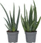 Plant in a Box - Set van 2 Aloë Vera - Kamerplanten - Succulenten - Pot 10,5cm - Hoogte 25-40cm