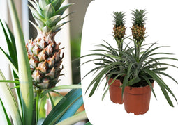 Plant in a Box - Set van 2 Ananasplant Mi Amigo- Kamerplant - Pot 12cm - Hoogte 35-45cm