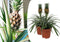 Plant in a Box - Set van 2 Ananasplant Mi Amigo- Kamerplant - Pot 12cm - Hoogte 35-45cm