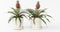 Plant in a Box - Set van 2 Ananasplant Mi Amigo- Kamerplant - Pot 12cm - Hoogte 35-45cm