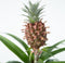 Plant in a Box - Set van 2 Ananasplant Mi Amigo- Kamerplant - Pot 12cm - Hoogte 35-45cm
