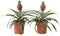 Plant in a Box - Set van 2 Ananasplant Mi Amigo- Kamerplant - Pot 12cm - Hoogte 35-45cm