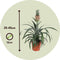 Plant in a Box - Set van 2 Ananasplant Mi Amigo- Kamerplant - Pot 12cm - Hoogte 35-45cm