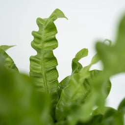 Plant in a Box - Set van 2 Asplenium Crispy Wave - Asplenium nidus 'Crispy Wave' - Luchtzuiverende kamerplanten - Pot 12cm - Hoogte 25-40cm
