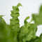 Plant in a Box - Set van 2 Asplenium Crispy Wave - Asplenium nidus 'Crispy Wave' - Luchtzuiverende kamerplanten - Pot 12cm - Hoogte 25-40cm