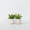 Plant in a Box - Set van 2 Asplenium Crispy Wave - Asplenium nidus 'Crispy Wave' - Luchtzuiverende kamerplanten - Pot 12cm - Hoogte 25-40cm