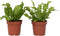 Plant in a Box - Set van 2 Asplenium Crispy Wave - Asplenium nidus 'Crispy Wave' - Luchtzuiverende kamerplanten - Pot 12cm - Hoogte 25-40cm