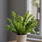 Plant in a Box - Set van 2 Asplenium Crispy Wave - Asplenium nidus 'Crispy Wave' - Luchtzuiverende kamerplanten - Pot 12cm - Hoogte 25-40cm