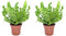 Plant in a Box - Set van 2 Asplenium Crispy Wave - Asplenium nidus 'Crispy Wave' - Luchtzuiverende kamerplanten - Pot 12cm - Hoogte 25-40cm