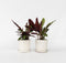 Plant in a Box - Set van 2 Calathea Insignis - Marantaceae - Kamerplant - Pot 12cm - Hoogte 30-40cm