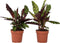 Plant in a Box - Set van 2 Calathea Insignis - Marantaceae - Kamerplant - Pot 12cm - Hoogte 30-40cm