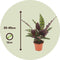 Plant in a Box - Set van 2 Calathea Insignis - Marantaceae - Kamerplant - Pot 12cm - Hoogte 30-40cm