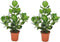 Plant in a Box - Set van 2 Clusia rosea Princess - Stevige kamerplant - Groene bladeren - Pot 17cm - Hoogte 50-60cm