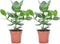 Plant in a Box - Set van 2 Clusia rosea Princess - Stevige kamerplant - Groene bladeren - Pot 12cm - Hoogte 25-35cm