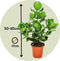 Plant in a Box - Set van 2 Clusia rosea Princess - Stevige kamerplant - Groene bladeren - Pot 17cm - Hoogte 50-60cm