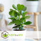 Plant in a Box - Set van 2 Clusia rosea Princess - Stevige kamerplant - Groene bladeren - Pot 12cm - Hoogte 25-35cm