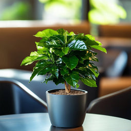 Plant in a Box - Set van 2 Coffea Arabica - Koffieplant - Kamerplant - Struik - Pot 12cm - Hoogte 25-40cm