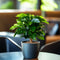 Plant in a Box - Set van 2 Coffea Arabica - Koffieplant - Kamerplant - Struik - Pot 12cm - Hoogte 25-40cm