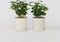Plant in a Box - Set van 2 Coffea Arabica - Koffieplant - Kamerplant - Struik - Pot 12cm - Hoogte 25-40cm