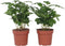 Plant in a Box - Set van 2 Coffea Arabica - Koffieplant - Kamerplant - Struik - Pot 12cm - Hoogte 25-40cm