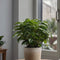 Plant in a Box - Set van 2 Coffea Arabica - Koffieplant - Kamerplant - Struik - Pot 12cm - Hoogte 25-40cm