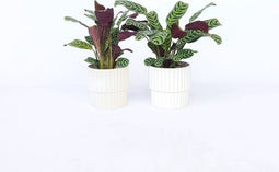 Plant in a Box - Set van 2 Ctenanthe 'gebedsplant' - Ctenanthe burle-marxii - Groen/paarse bladeren - Pot 12cm - Hoogte 25-40cm