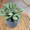 Plant in a Box - Set van 2 Ctenanthe 'gebedsplant' - Ctenanthe burle-marxii - Groen/paarse bladeren - Pot 14cm - Hoogte 30-40cm