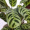 Plant in a Box - Set van 2 Ctenanthe 'gebedsplant' - Ctenanthe burle-marxii - Groen/paarse bladeren - Pot 12cm - Hoogte 25-40cm