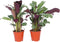 Plant in a Box - Set van 2 Ctenanthe 'gebedsplant' - Ctenanthe burle-marxii - Groen/paarse bladeren - Pot 12cm - Hoogte 25-40cm
