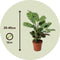 Plant in a Box - Set van 2 Ctenanthe 'gebedsplant' - Ctenanthe burle-marxii - Groen/paarse bladeren - Pot 12cm - Hoogte 25-40cm