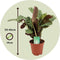 Plant in a Box - Set van 2 Ctenanthe 'gebedsplant' - Ctenanthe burle-marxii - Groen/paarse bladeren - Pot 14cm - Hoogte 30-40cm