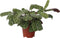 Plant in a Box - Set van 2 Ctenanthe 'gebedsplant' - Ctenanthe burle-marxii - Groen/paarse bladeren - Pot 14cm - Hoogte 30-40cm