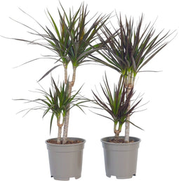 Plant in a Box - Set van 2 Dracaena Marginata - Dracaena drakenbloedboom - Pot 17cm - Hoogte 70-80cm