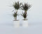 Plant in a Box - Set van 2 Dracaena Marginata - Dracaena drakenbloedboom - Pot 17cm - Hoogte 70-80cm
