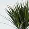 Plant in a Box - Set van 2 Dracaena Marginata - Dracaena drakenbloedboom - Pot 17cm - Hoogte 70-80cm