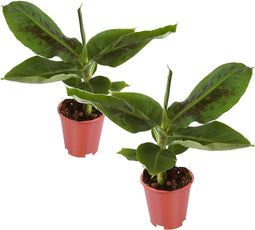 Plant in a Box - Set van 2 Musa Oriental Dwarf - Tropische bananenplanten - Kamerplanten - Pot 12 - Hoogte 25-40