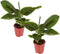 Plant in a Box - Set van 2 Musa Oriental Dwarf - Tropische bananenplanten - Kamerplanten - Pot 12 - Hoogte 25-40