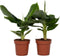 Plant in a Box - Set van 2 Musa Oriental Dwarf - Tropische bananenplanten - Kamerplanten - Pot 12 - Hoogte 25-40