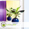 Plant in a Box - Set van 2 Musa Oriental Dwarf - Tropische bananenplanten - Kamerplanten - Pot 12 - Hoogte 25-40