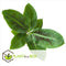 Plant in a Box - Set van 2 Musa Oriental Dwarf - Tropische bananenplanten - Kamerplanten - Pot 12 - Hoogte 25-40